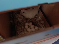 Yumurtalı takım kuşlar çerkezköy elden teslim