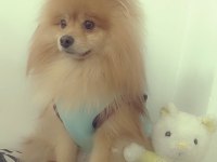 1.5 Yaşında Erkek Pomeranian