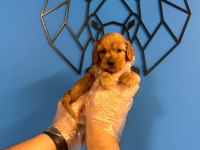 ORİJİNAL IRK GARANTİLİ MALTİPOO BEBEKLER