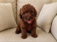 DUNYA TATLISI POODLE MİNİKLER