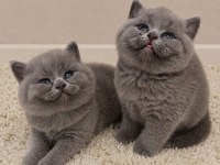 Nadir suratlı son erkek ve dişi british shorthair yavrumuz
