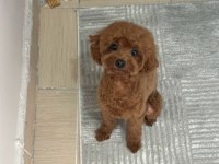 2 Aylık Teacup Poodle