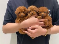 Kore Kan Sevimli Toy Poodle Yavrularımız