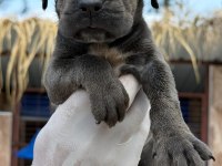 Cane corso yavrularımız