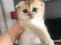 Dünya güzeli scottish fold bunlar