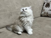Telime hazır silver erkek british longhair yavrumuz