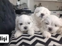 Maltese yavrular