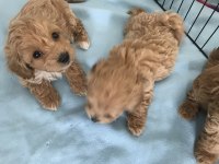 GÜZELLİKTE EŞİ BENZERİ YOK!.. ORJINAL MALTİPOO