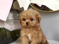 Mini Güzel Maltipoo Bebekler 