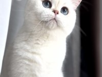 Masmavi Gözlü Kedimiz kısırlaştırma şartıyla kedimiz