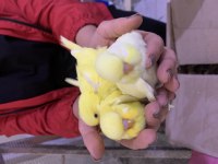BEBEK SHOW JUMBO VE JUMBO MUHABBETLER ALANYA