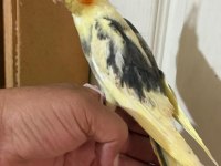 46 günlük full evcil bebek sultan papağanı
