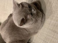 British shorthair 1.5 yaşında