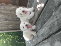 Maltese Terrier Yavrular
