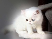 Toretto erkek kedisi LÜTFEN ARAYARAK BILGI ALIN