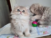 Ponçik Yakışıklı British Longhair