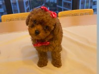 Köpeğimiz Kukiiii