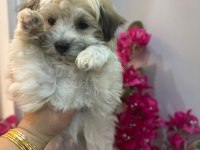Morkie yavrum 2 buçuk aylık