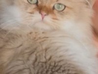 Yetişkin British Longhair 3 Yaşında