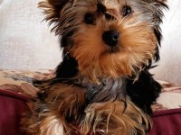 Baby fase yorki bebekleri