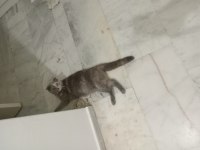 Sahiplenilme 1 yaşında scottish fold
