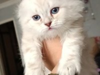 Ücretli sahiplendirme british longhair
