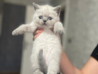 Blue Point British Shorthair