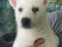 Sibirya kurdu Husky