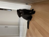 Kahverengi scottish fold yavrusu için yuva