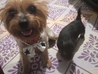 Yorki dişi bebekler