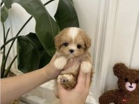 Türkiye’nin en özel kore teacup yavruları