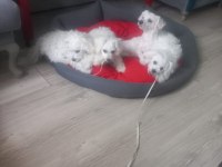 Bichon frise anne baba yurtdışından getirildi