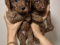 Poodle Bebekler