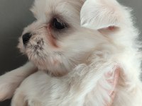 Minimal Terrier Kızlar