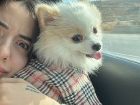POMERANİAN BOO