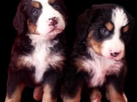 Bernese Mountain Dog