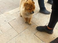 3 buçuk aylık çin aslanı sağlığı aşıları tamdır