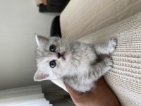 British Shorthair Bebekler Yeni Ailelerini Bekliyor