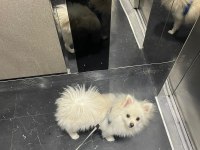 Pomeranian boo köpeğimiz