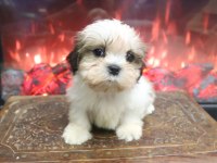 Safkan Shih Tzu Yavruları Sahiplendirme Aşılı