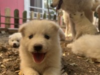 KARTOPU SAFKAN SAMOYED YAVRUSU