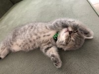 Oyunbaz british shorthair evinizin yeni neşe kaynağı olacak