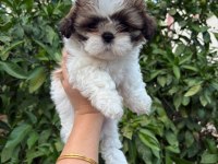 Son 2 Adet Shih Tzu 1 Erkek 1 Dişi