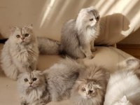 Cok uygunsa safkan kaliteli longhair erkek