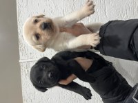 Renk renk labrador bebekler