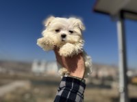 Petmode köpek çiftliğinden kore kan maltese