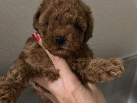 Red Brown renk dişi poodle