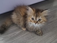 British Longhair Kedimiz