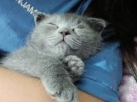 yavru scottish fold