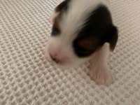 Biewer Yorkie 15 günlük (2 aylıkken sahiplendirilecek)
